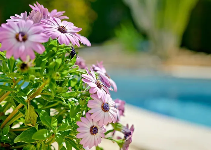 Mariposa Holiday home Calpe